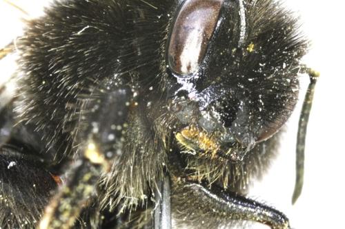Bombus sp.